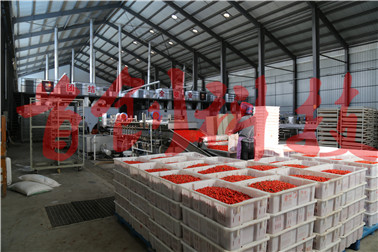 1496653616204282.jpg 枸杞生產(chǎn)車(chē)間2.jpg