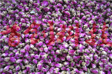 1504229383645089.jpg 玫瑰2.jpg