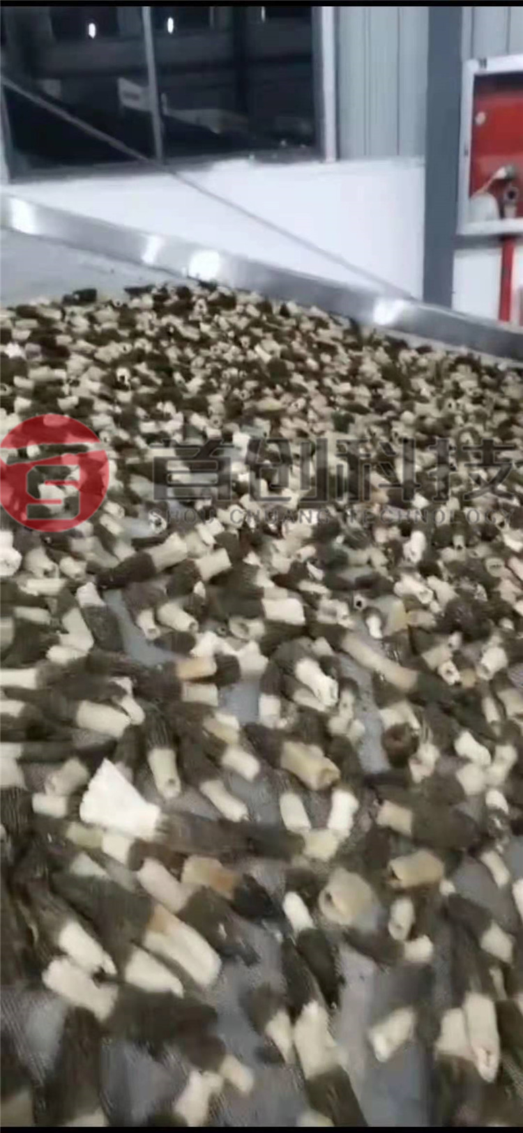 網(wǎng)帶式羊肚菌烘干設備.jpg 網(wǎng)帶式羊肚菌烘干設備.jpg