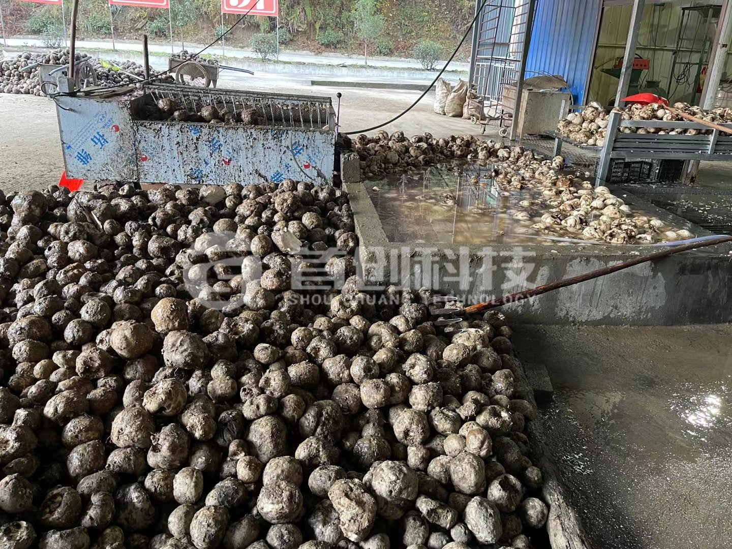 鮮魔芋烘干設備.jpg 鮮魔芋烘干設備.jpg